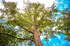 Professional Tree Services in Jerome, ID