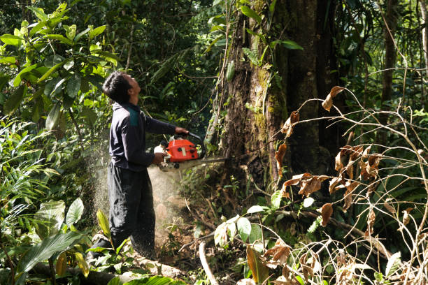 Best Arborist Consultation Services  in Jerome, ID