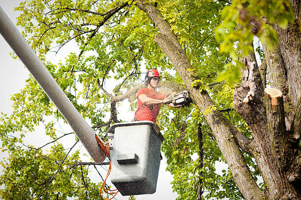 How Our Tree Care Process Works  in  Jerome, ID